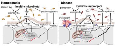 Editorial: Microbiota and mitochondria: Impact on cell signaling, physiology, and disease